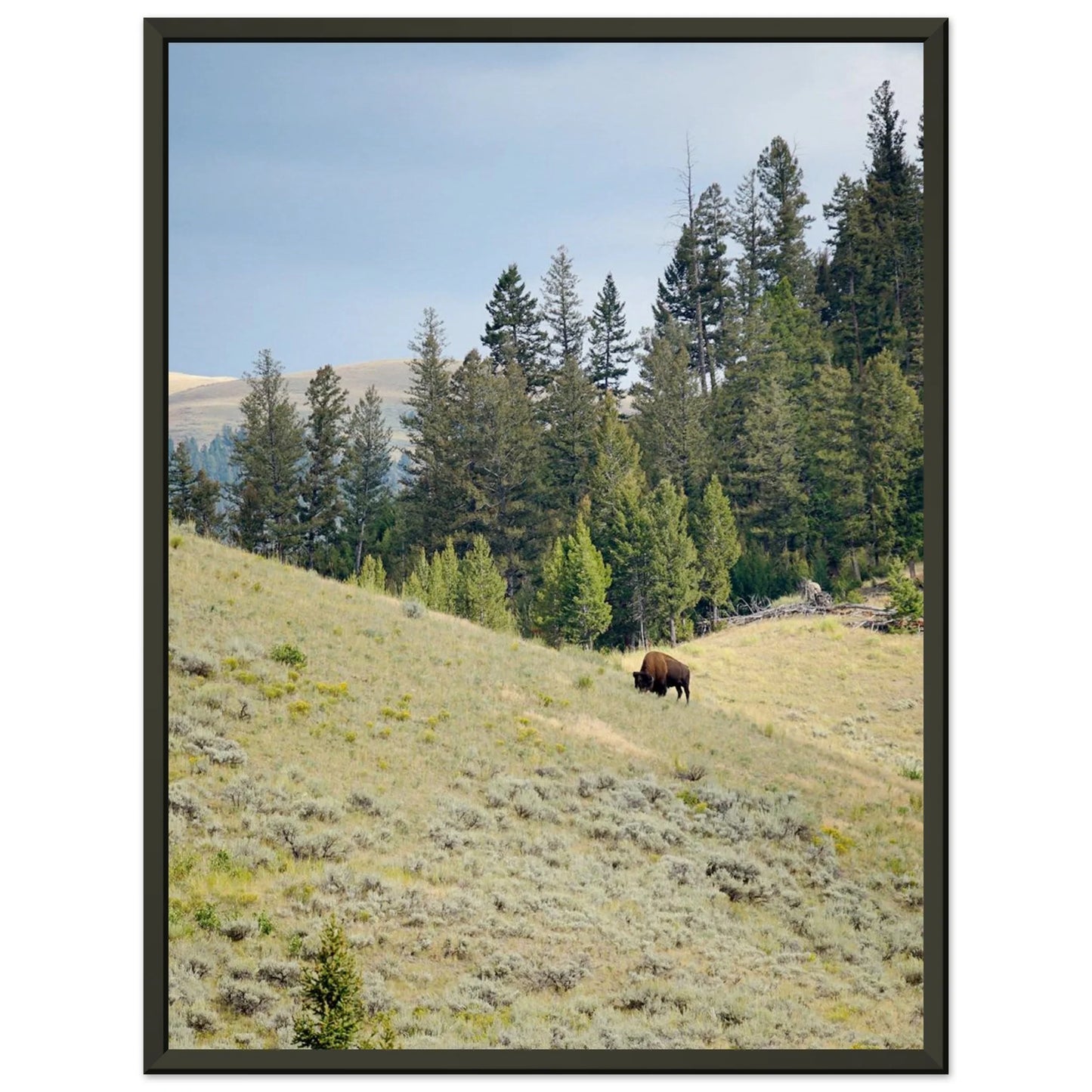 Yellowstone Bison 1/1